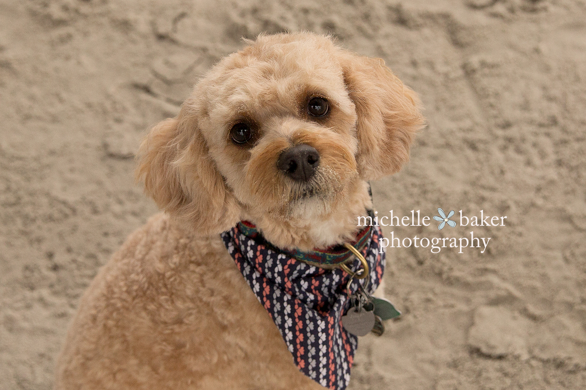 Dog on avalon beach